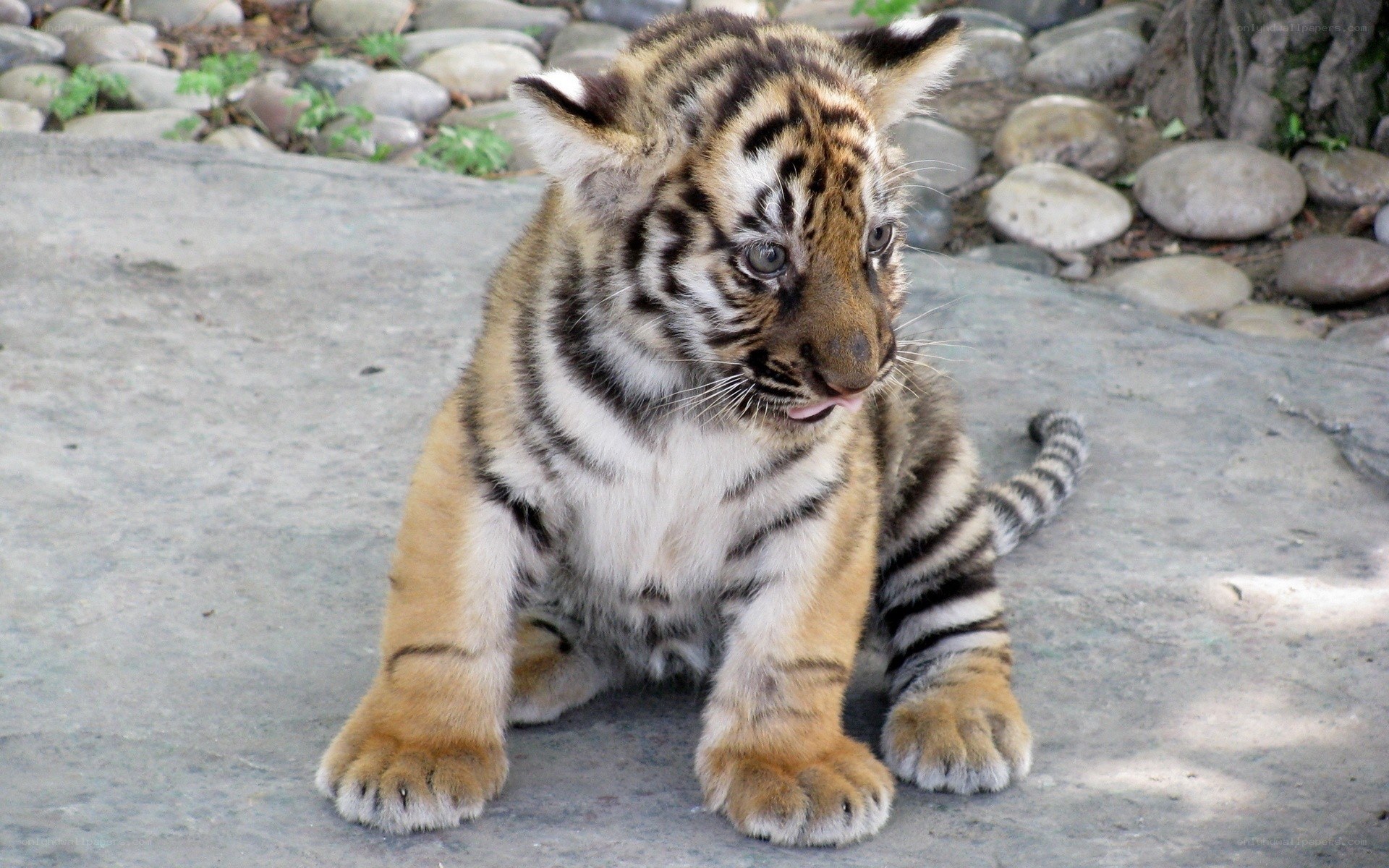 cute tiger cub sitting
