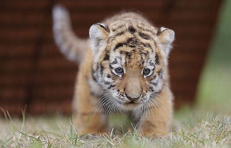 cute tiger cub walking