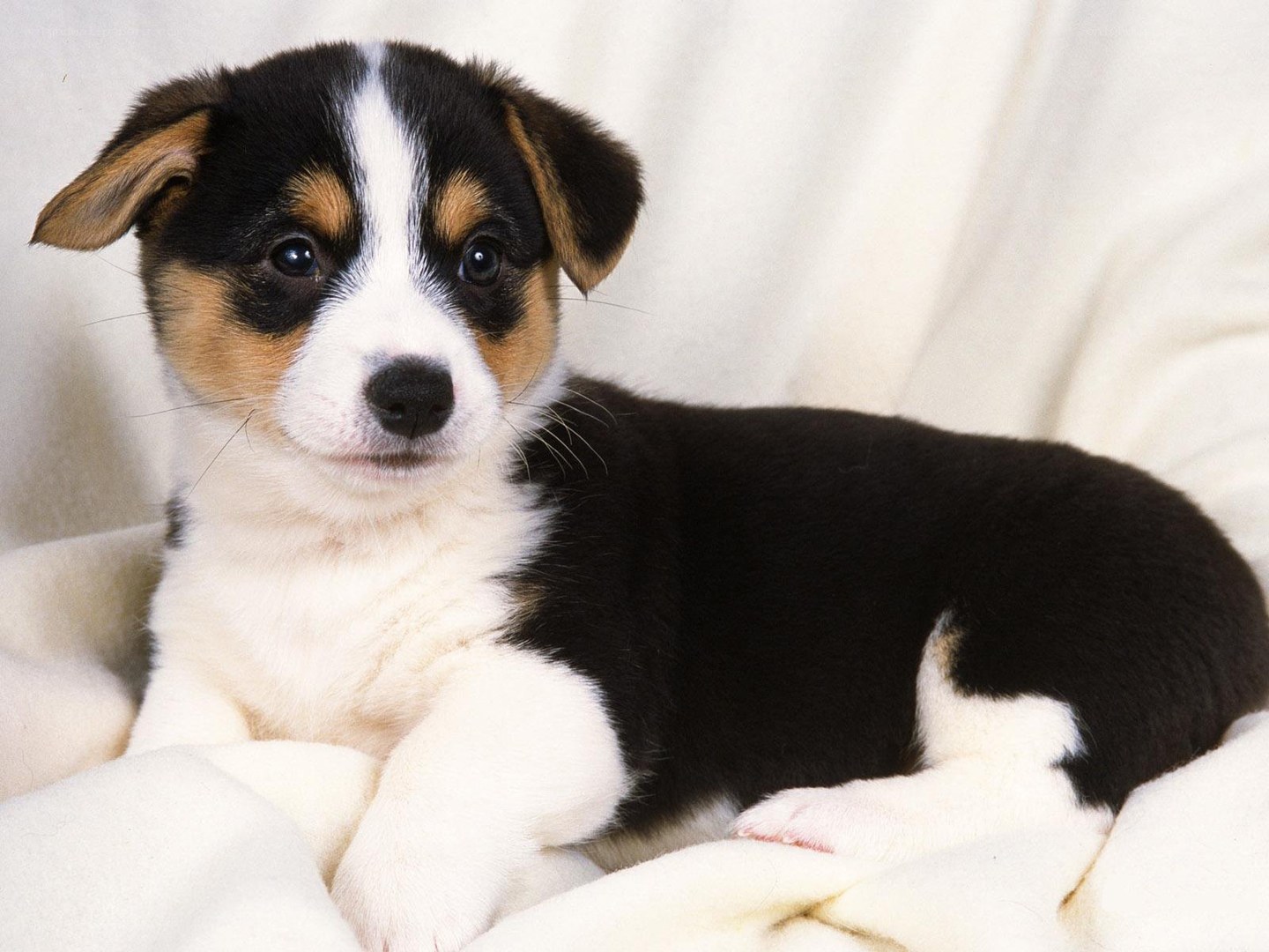 cute tricolor puppy