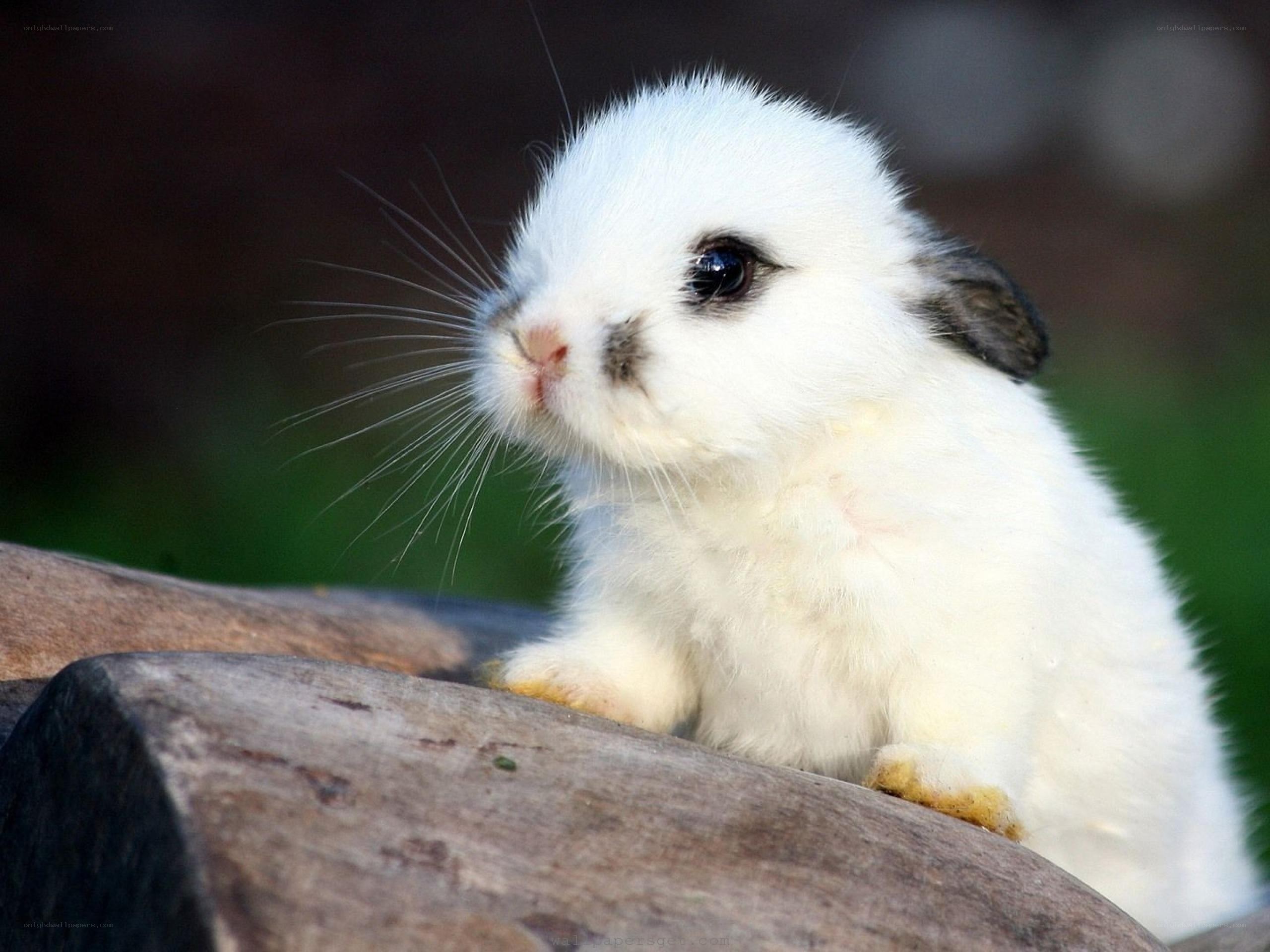 cute white baby bunny