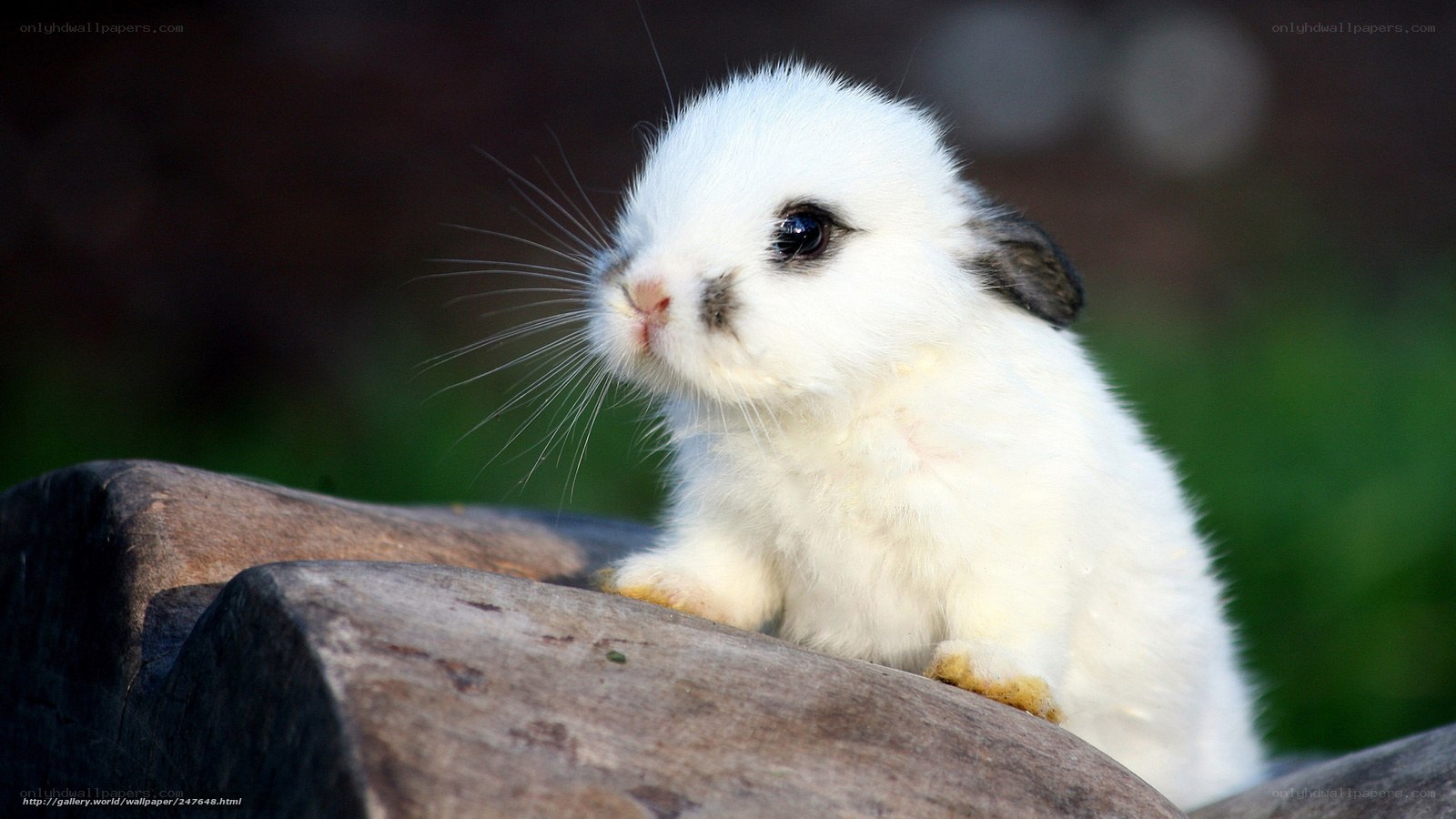 cute white baby rabbit