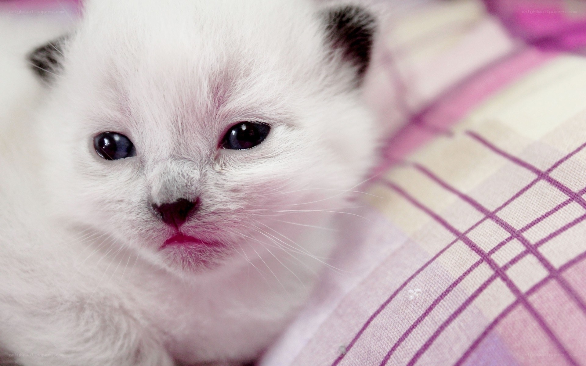 cute white kitten on blanket