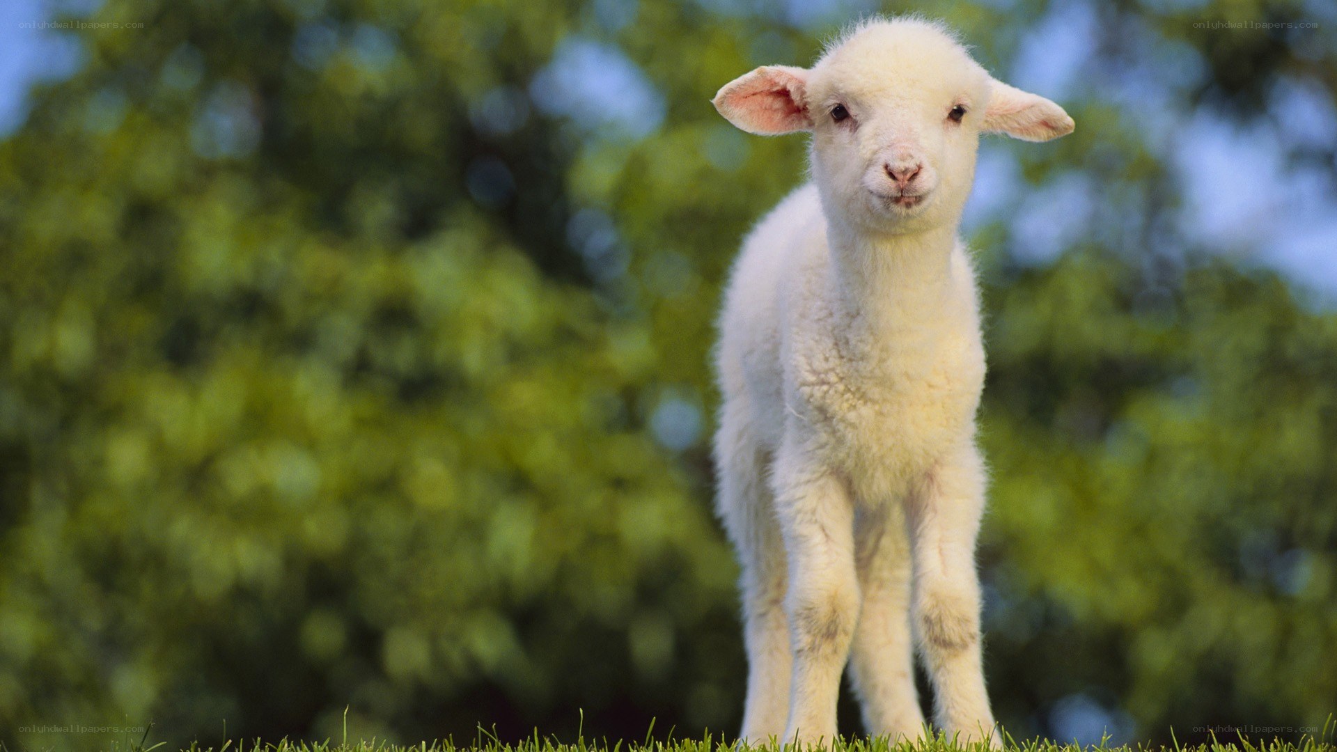 cute white lamb on grass