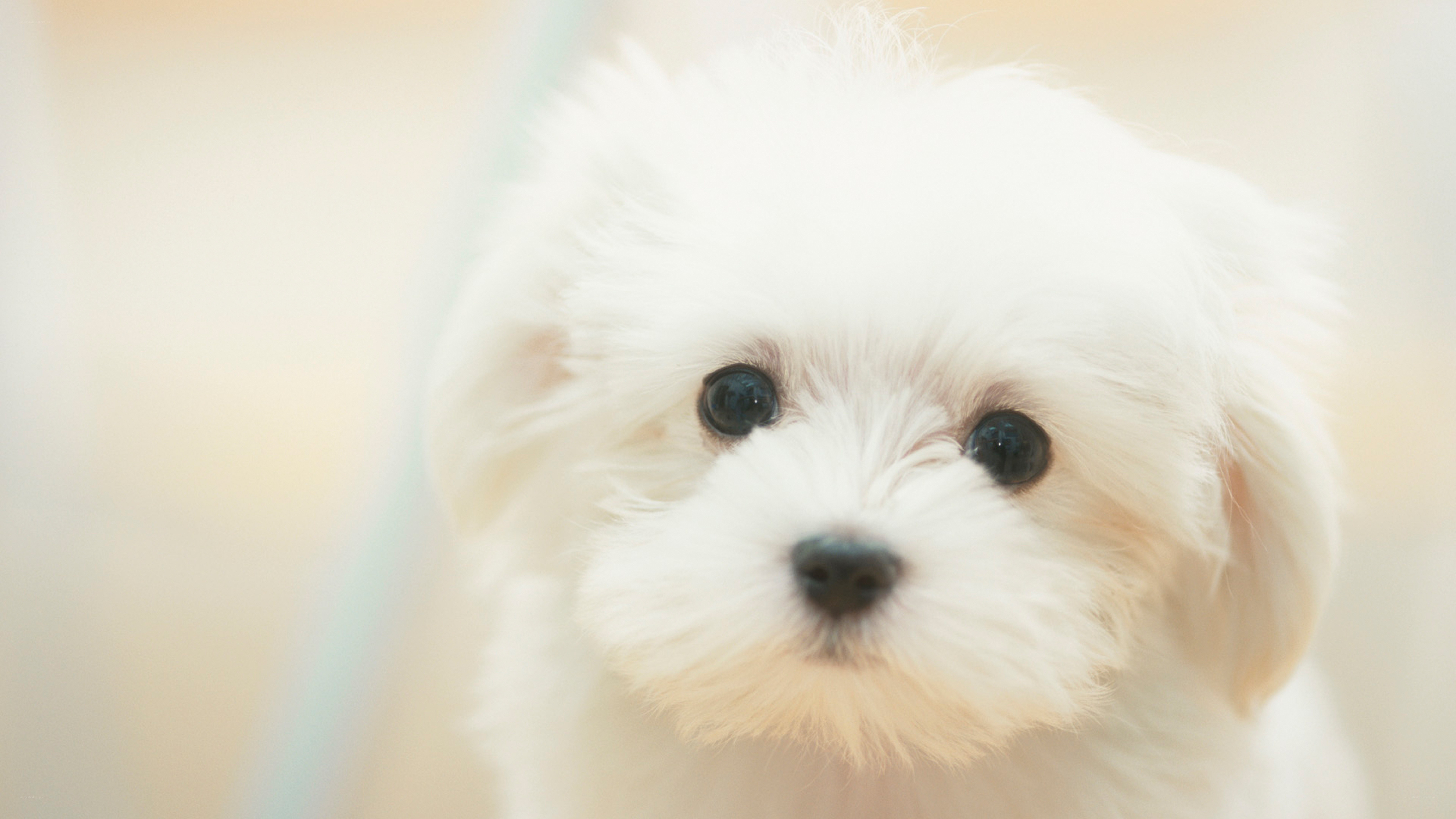 cute white puppy close-up