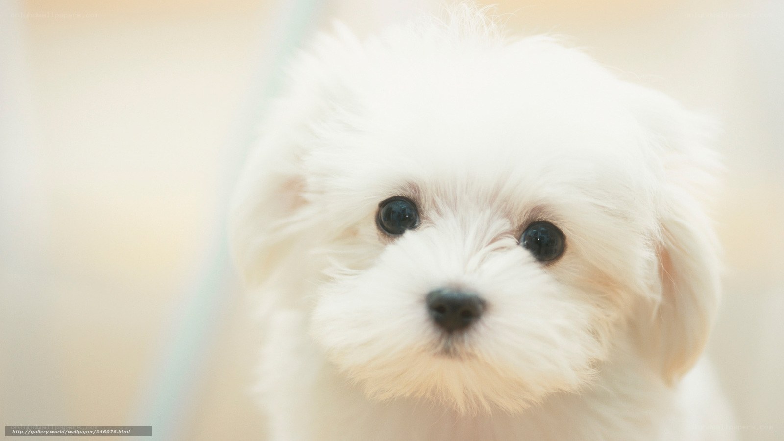 cute white puppy close-up