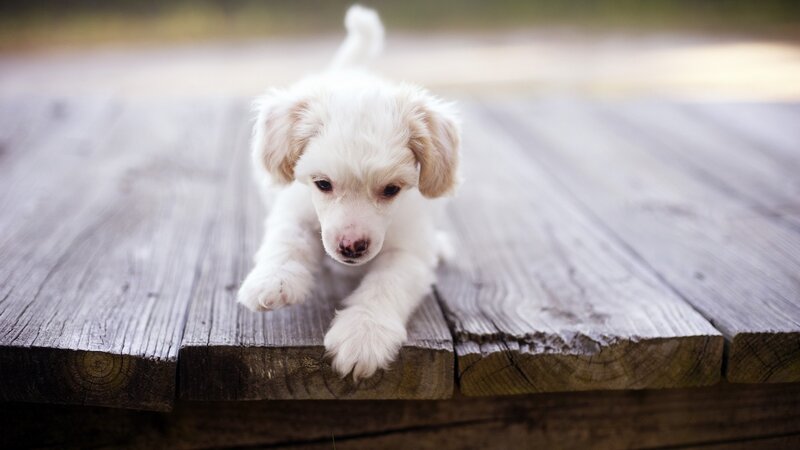 cute white puppy on wood