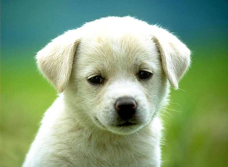cute white puppy outdoors