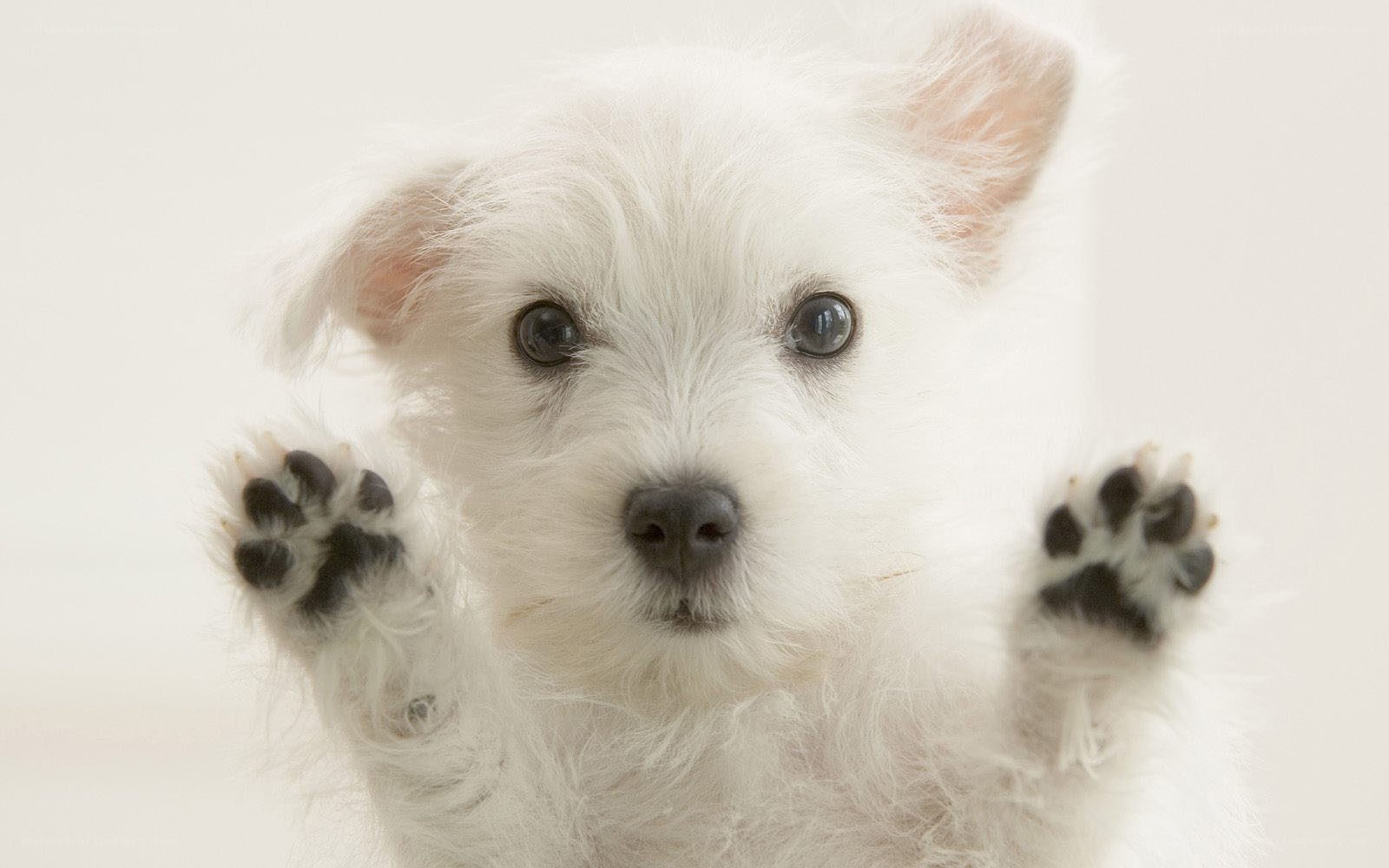 cute white puppy paws