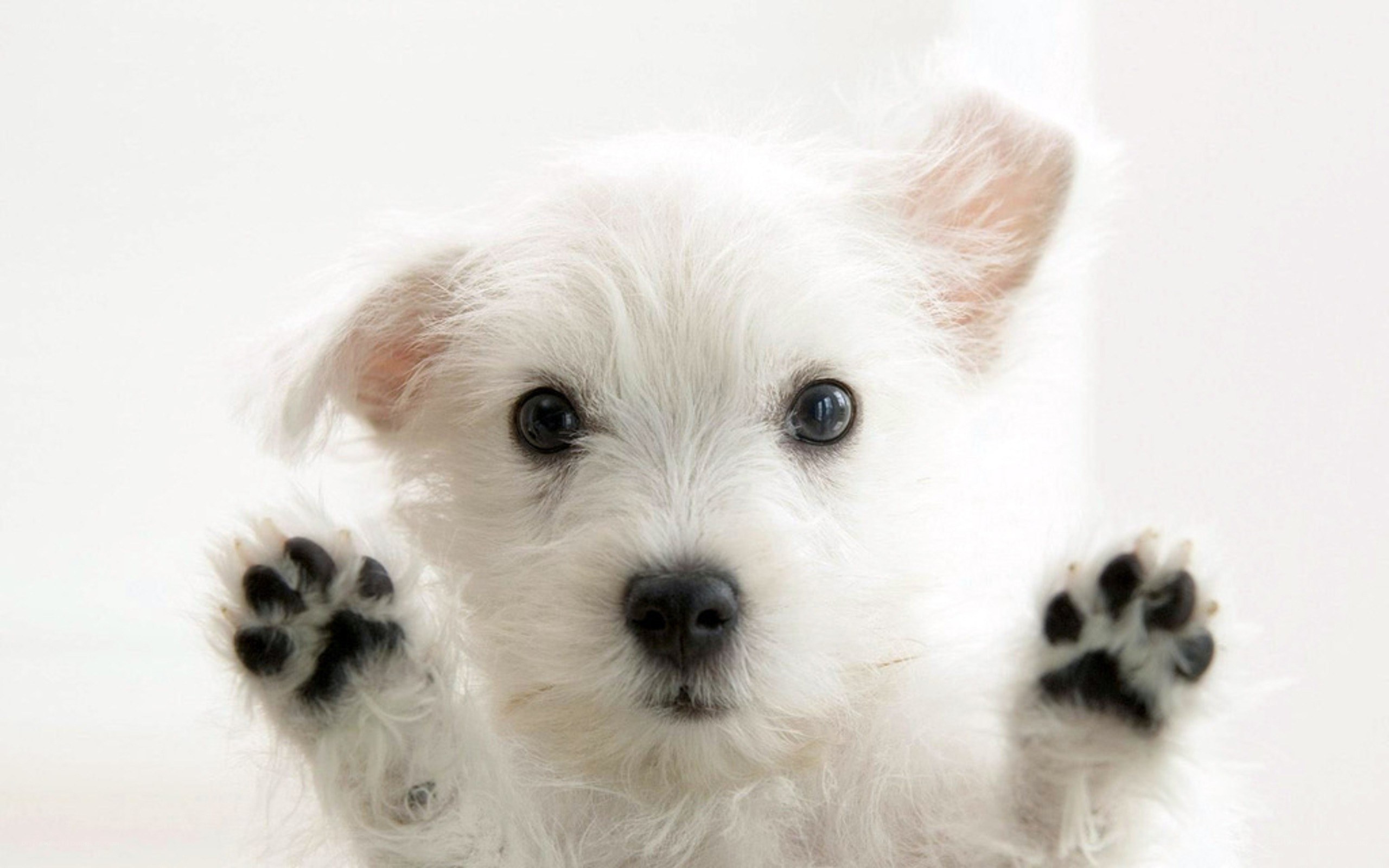 cute white puppy paws