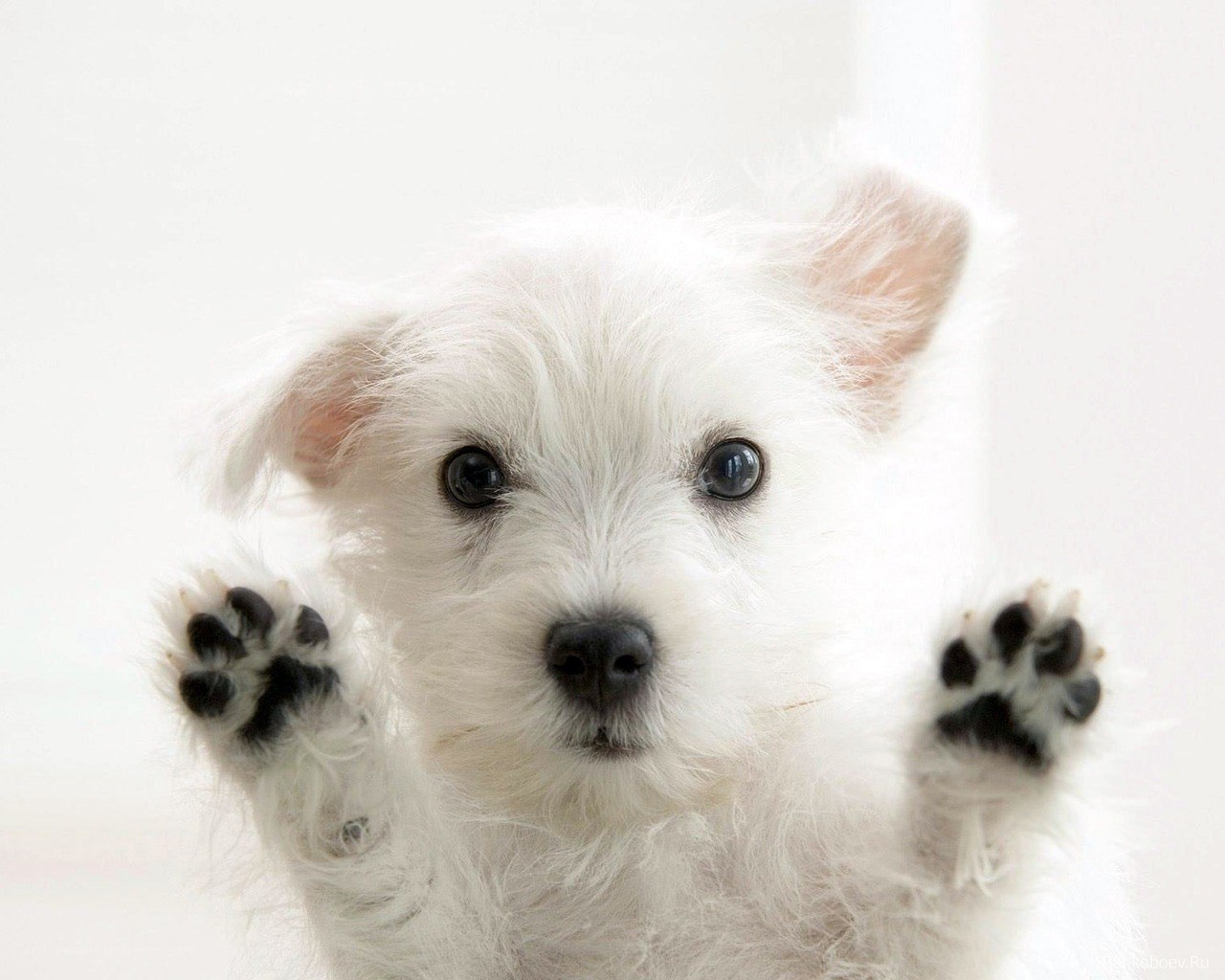 cute white puppy paws