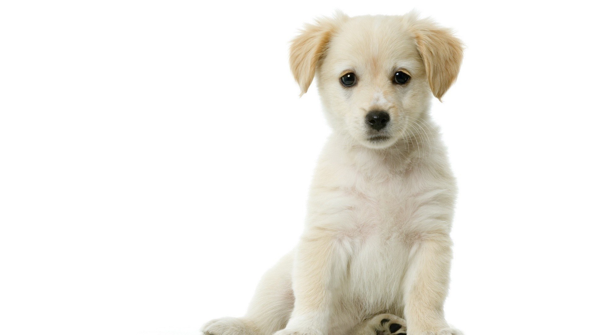 cute white puppy sitting