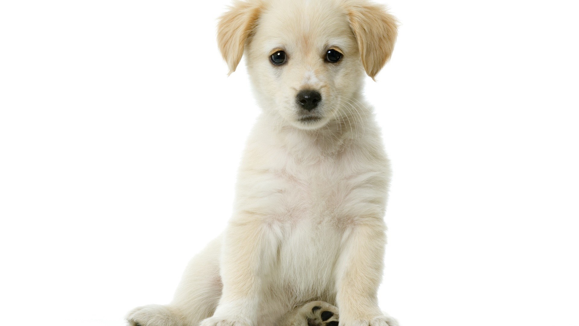 cute white puppy sitting