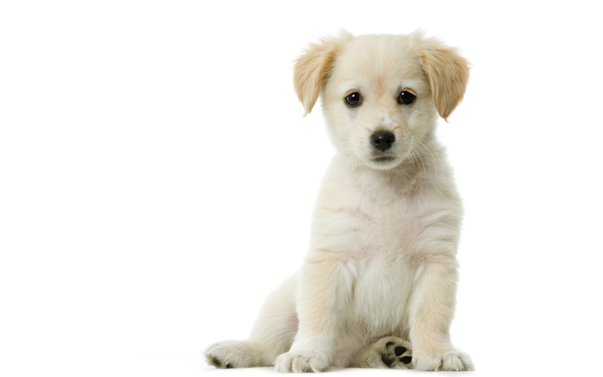 cute white puppy sitting