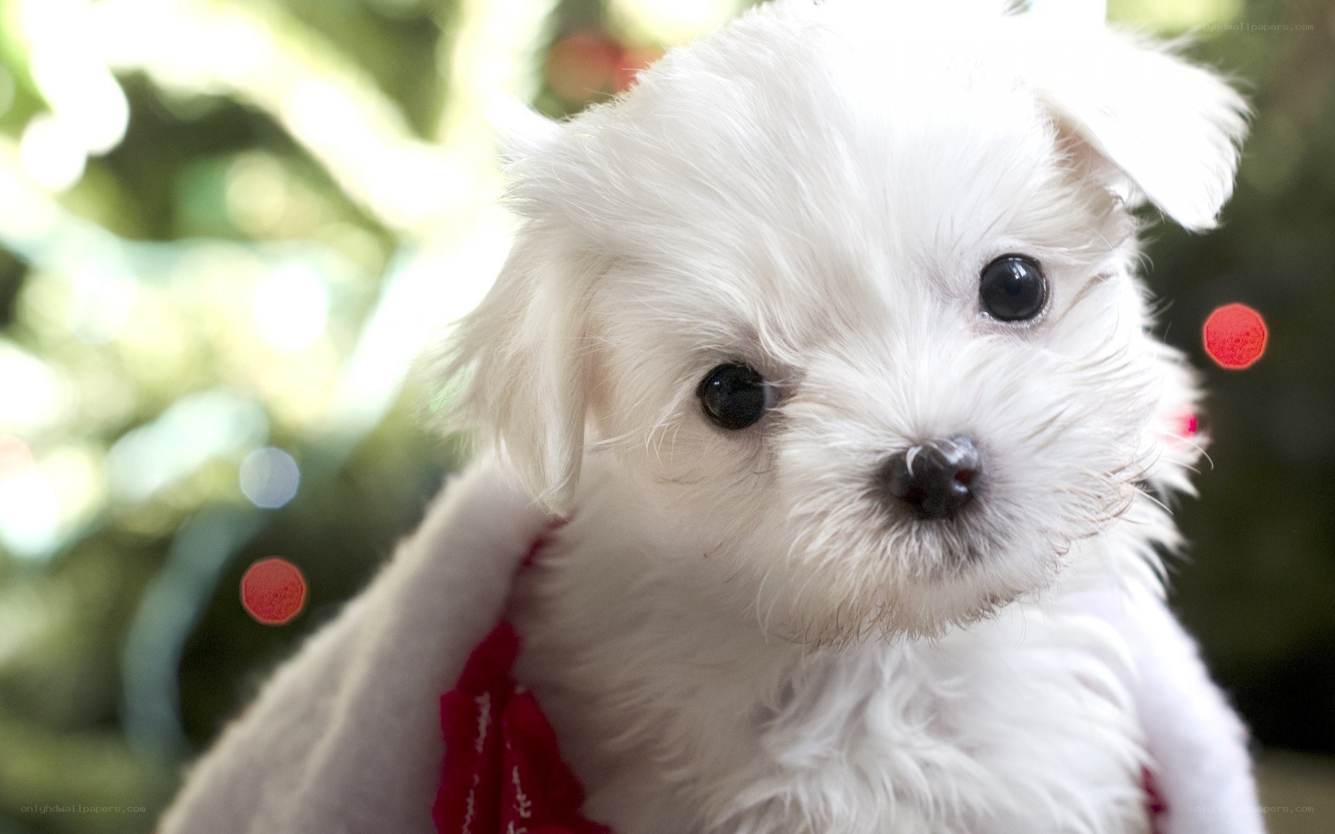 cute white puppy with red bow
