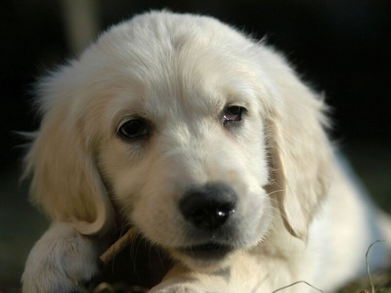 cute white puppy with stick