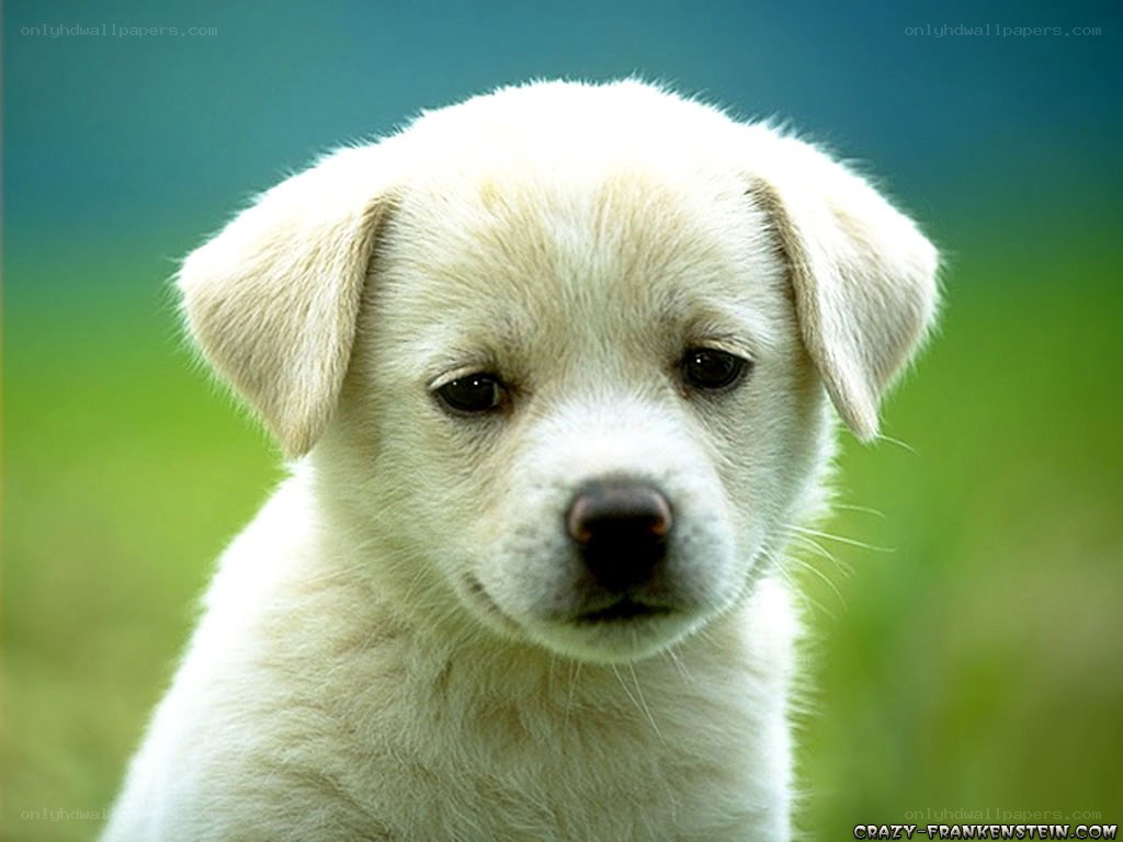 cute white puppy