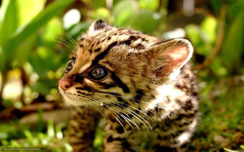 cute wild cat kitten