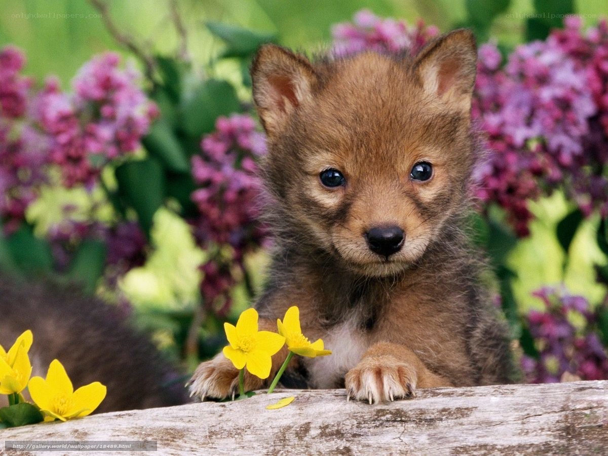 Cute wolf pup in flowers