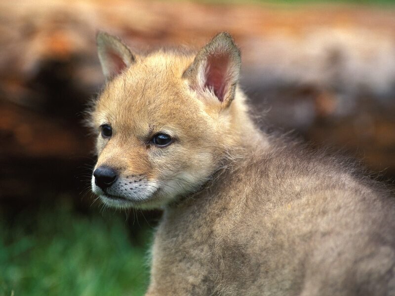 cute wolf pup