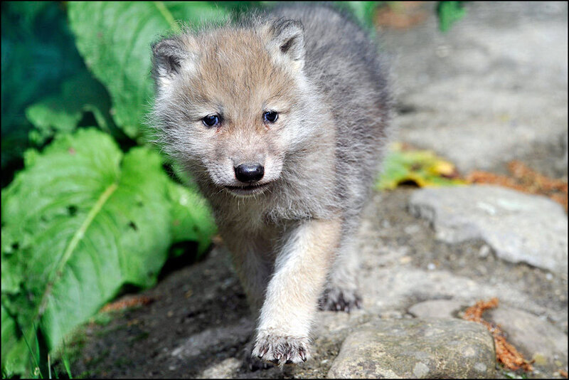 cute wolf pup walking
