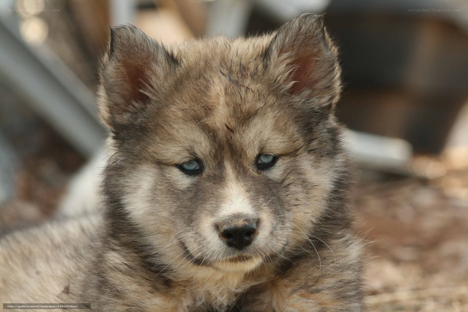 cute wolf pup with blue eyes