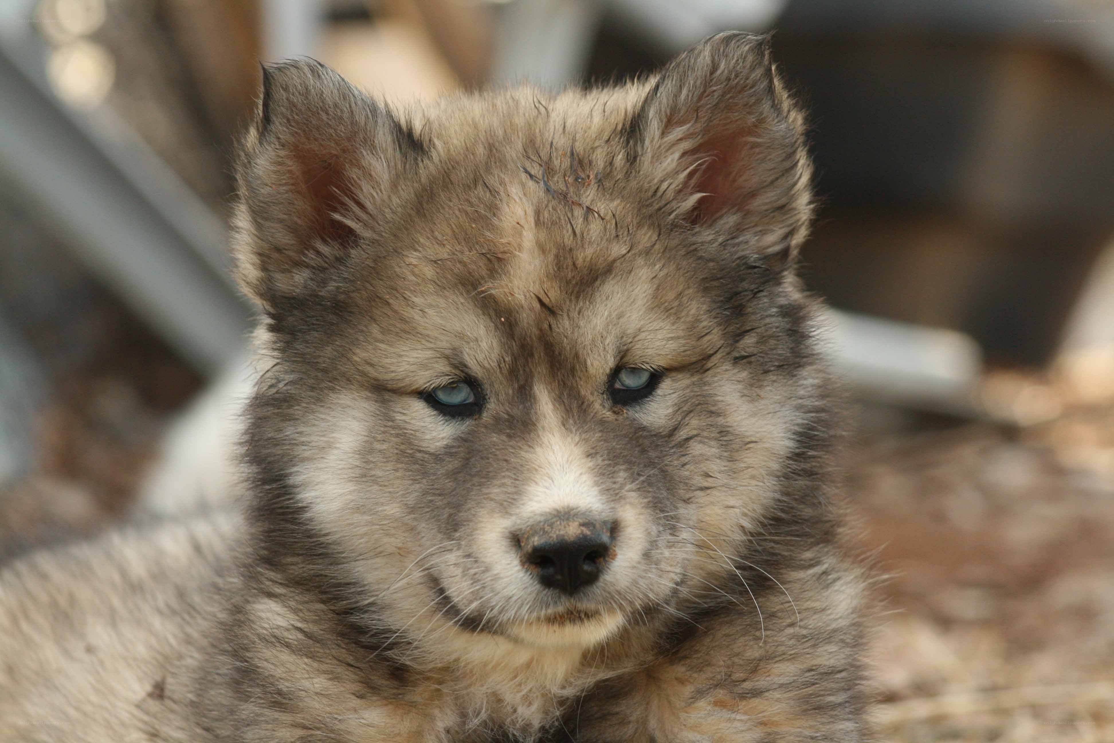 cute wolf pup with blue eyes