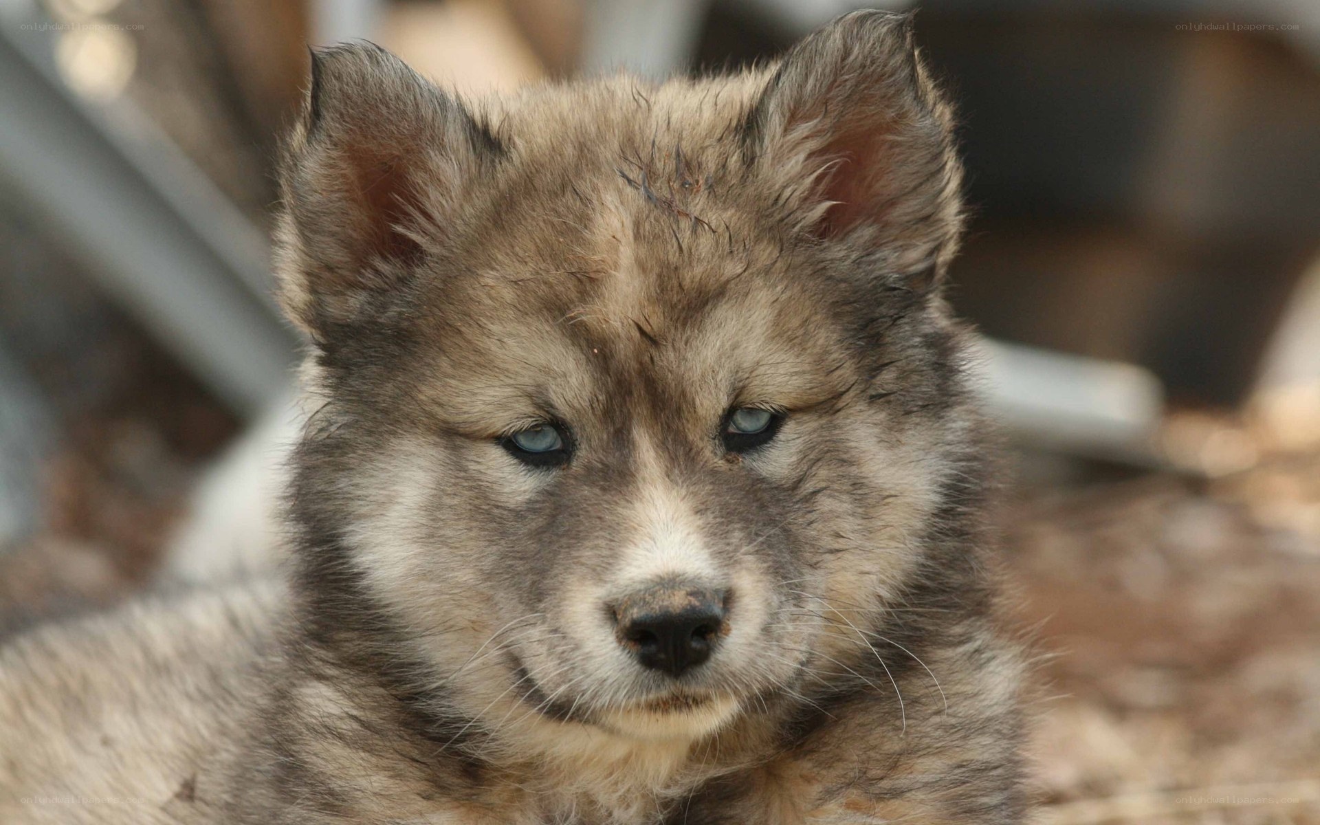 cute wolf pup with blue eyes