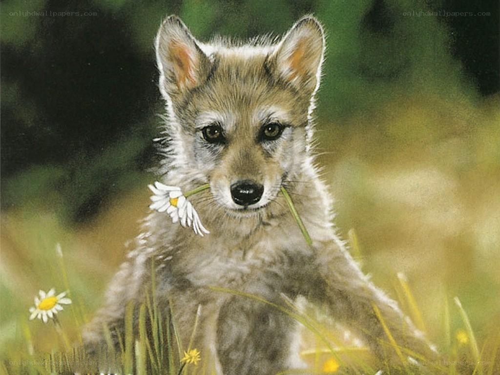 cute wolf pup with daisy