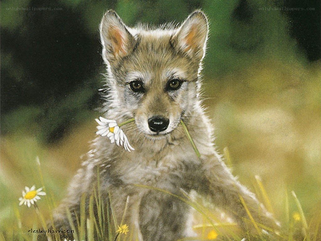cute wolf pup with daisy