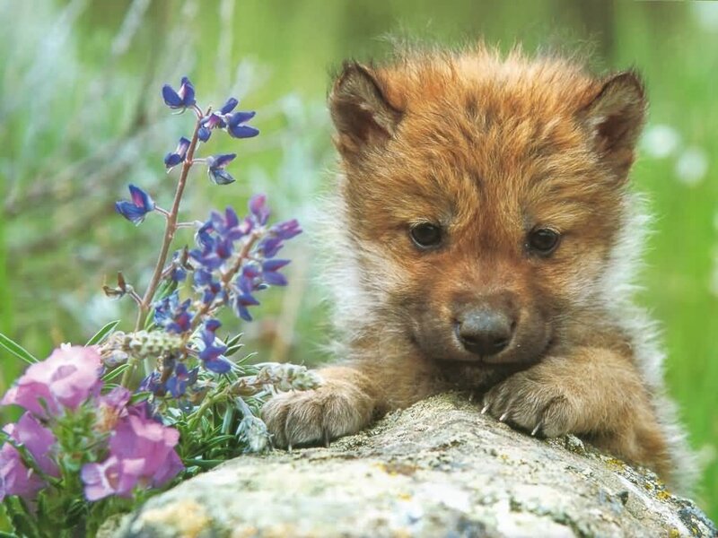 cute wolf pup with flowers