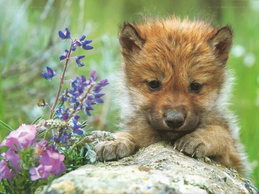 cute wolf pup with flowers