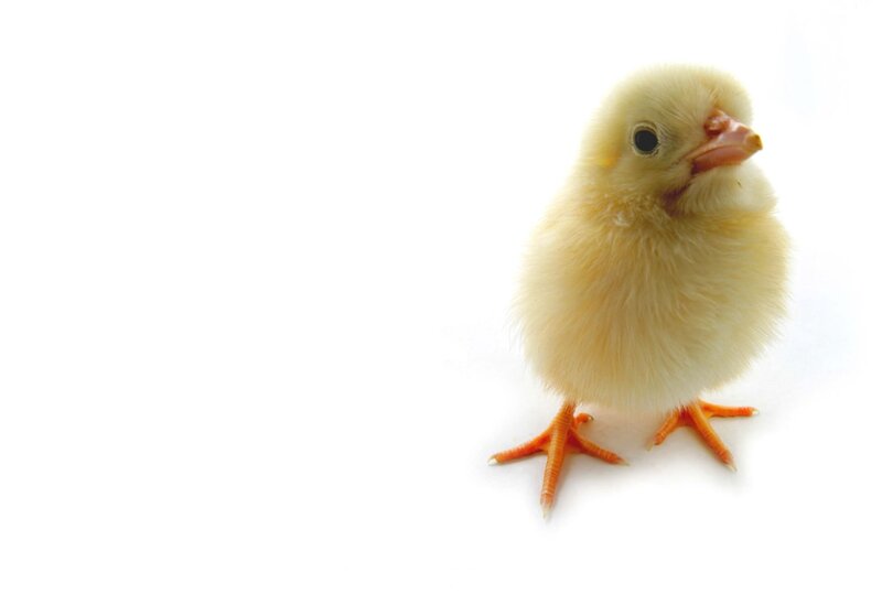 cute yellow chick