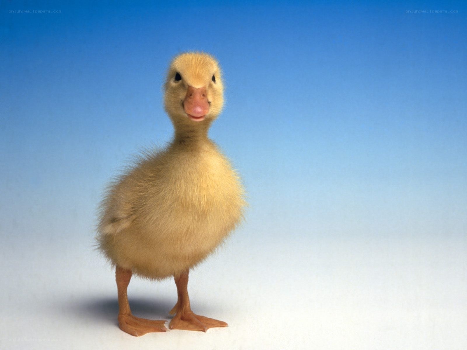 cute yellow duckling