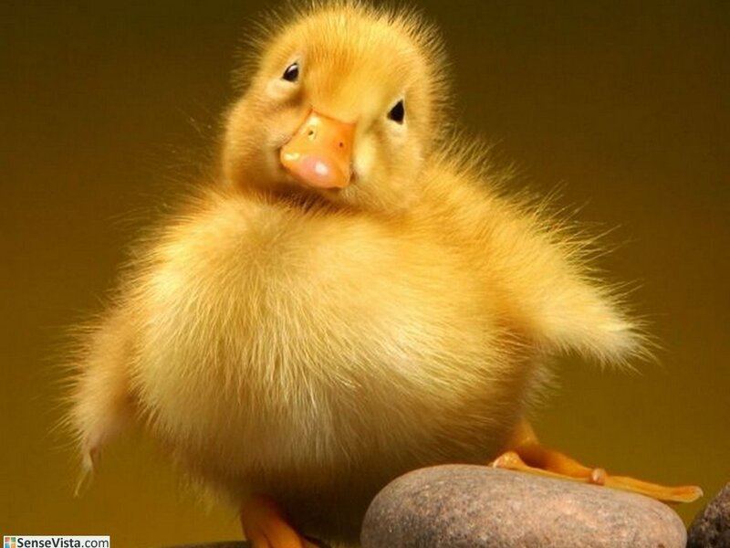 cute yellow duckling