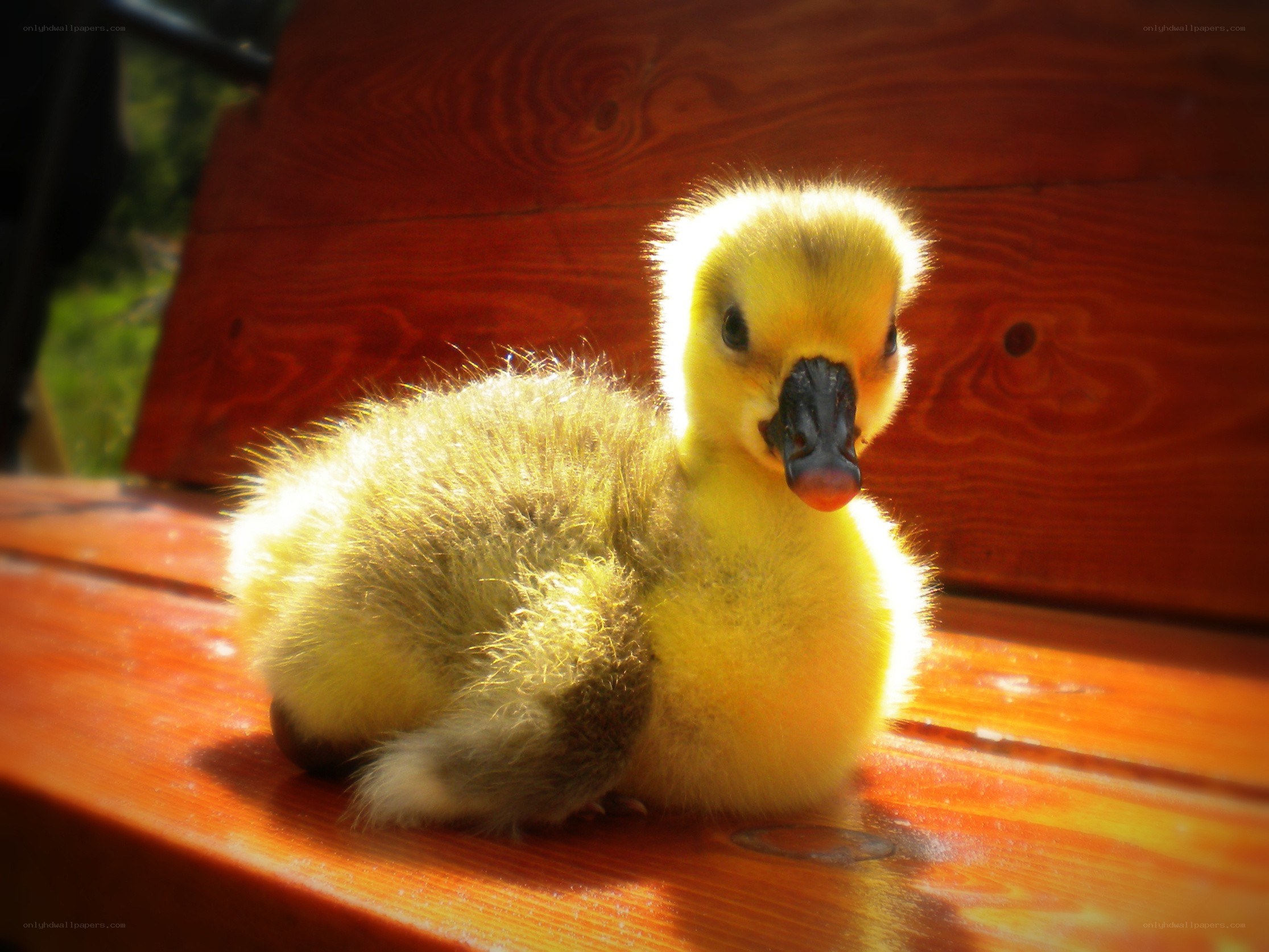Cute yellow gosling on bench