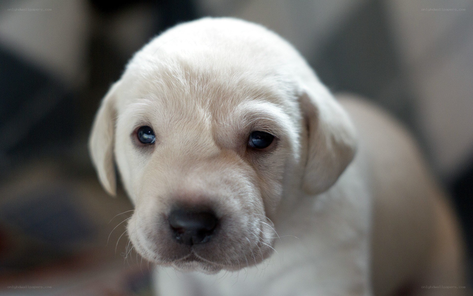 cute yellow lab puppy