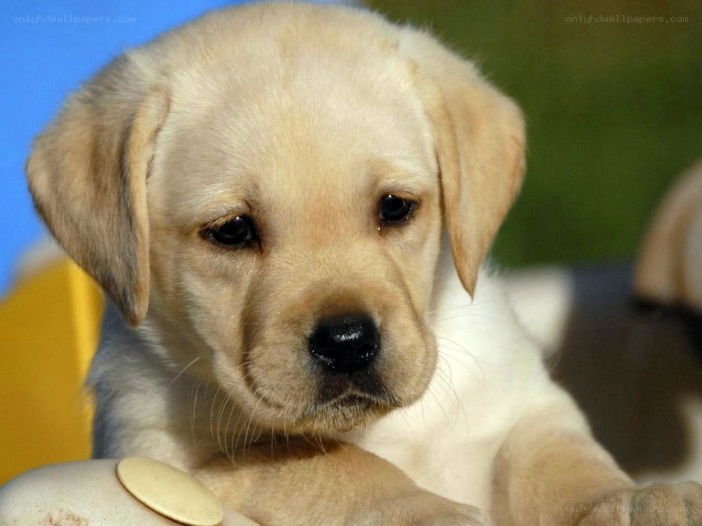 cute yellow lab puppy