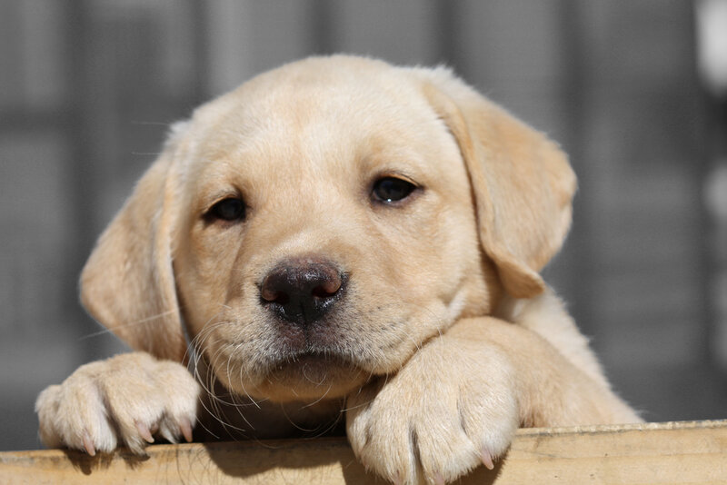cute yellow lab puppy