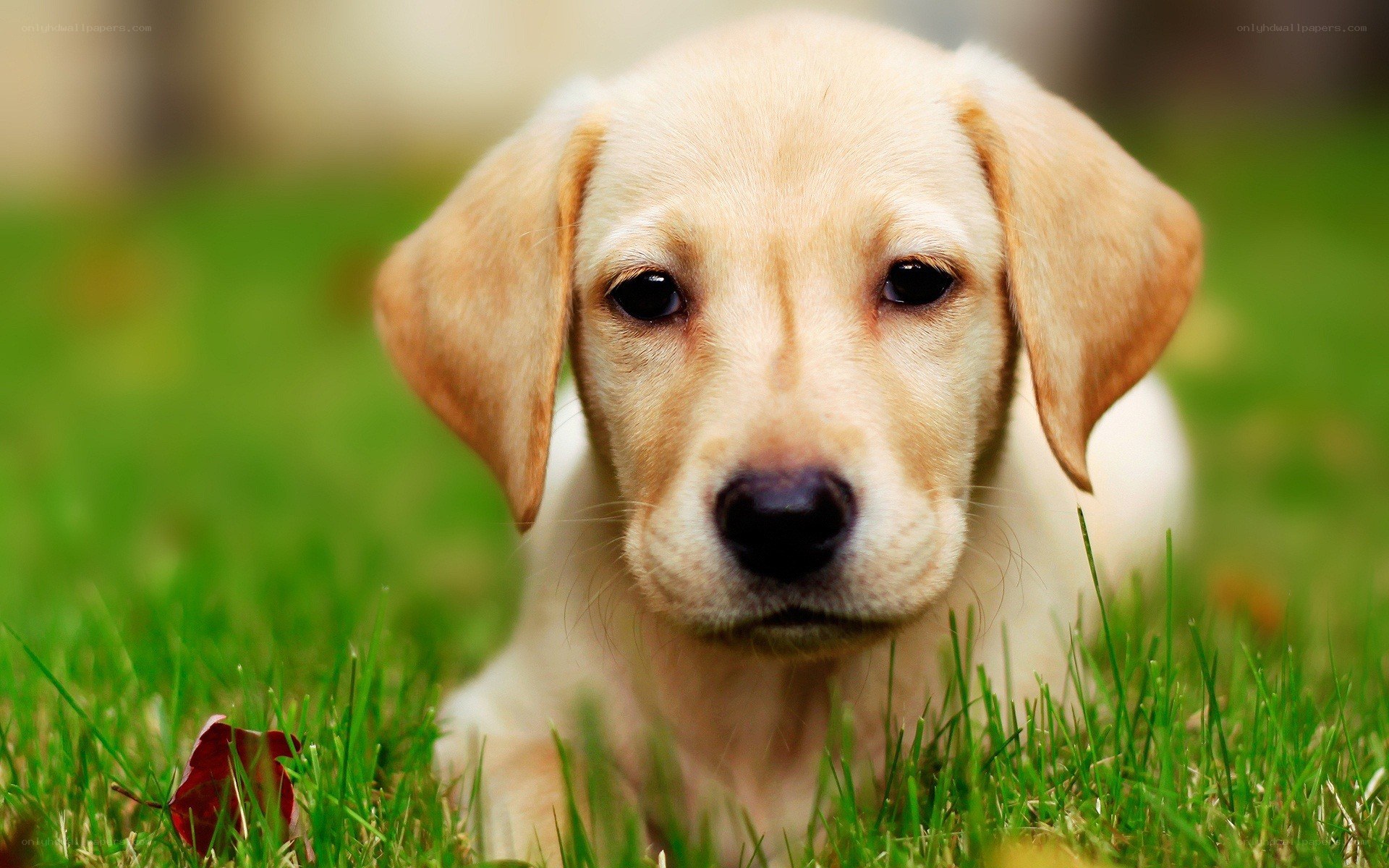 cute yellow lab puppy