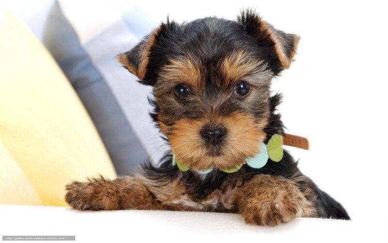 cute yorkshire terrier puppy