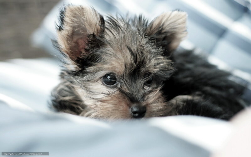 cute yorkshire terrier puppy