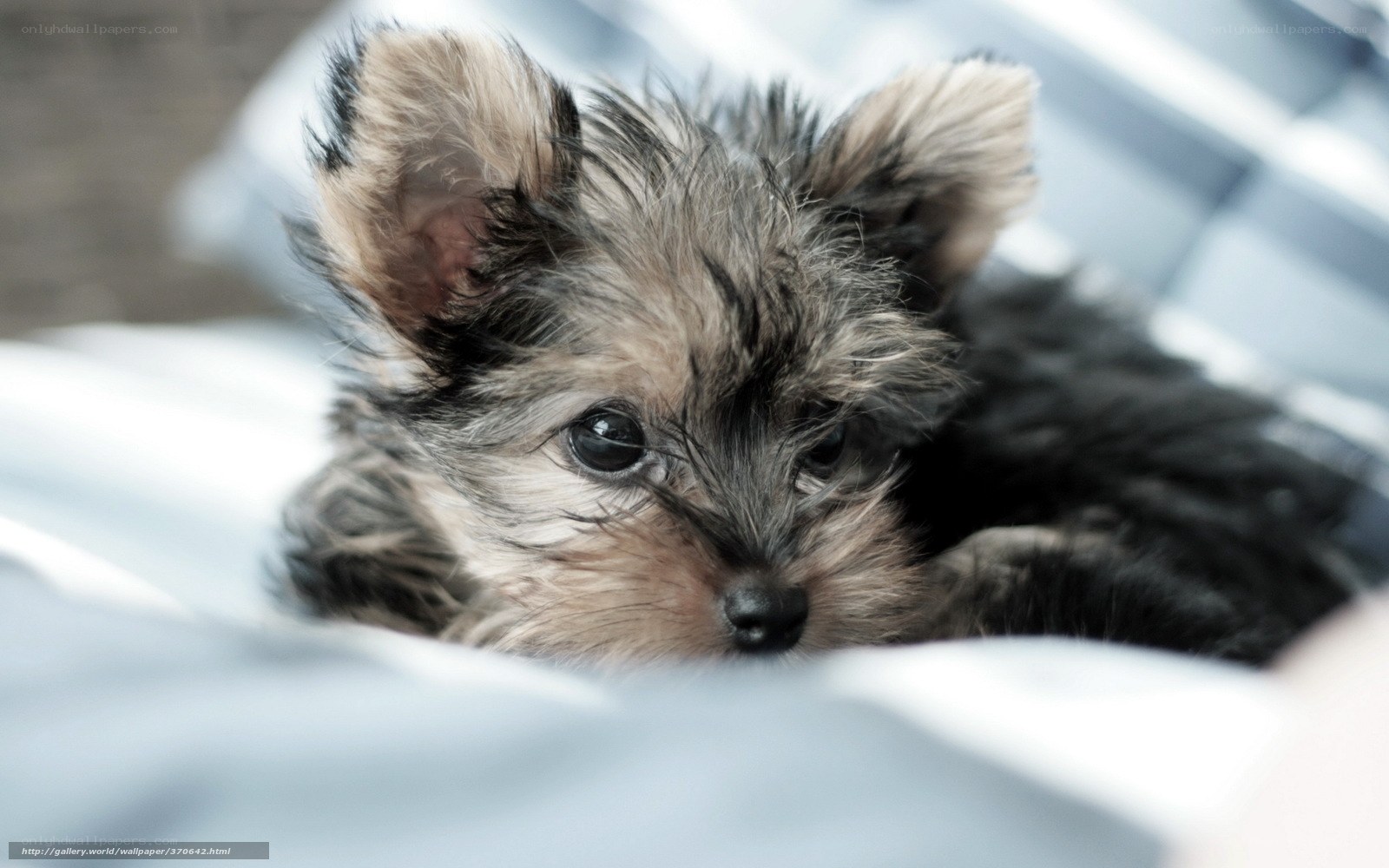 cute yorkshire terrier puppy