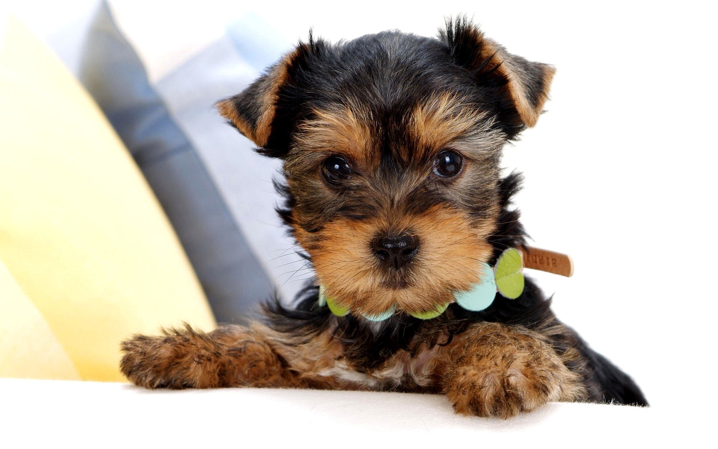 cute yorkshire terrier puppy