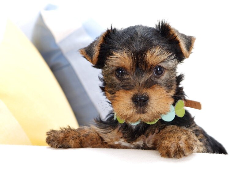 cute yorkshire terrier puppy