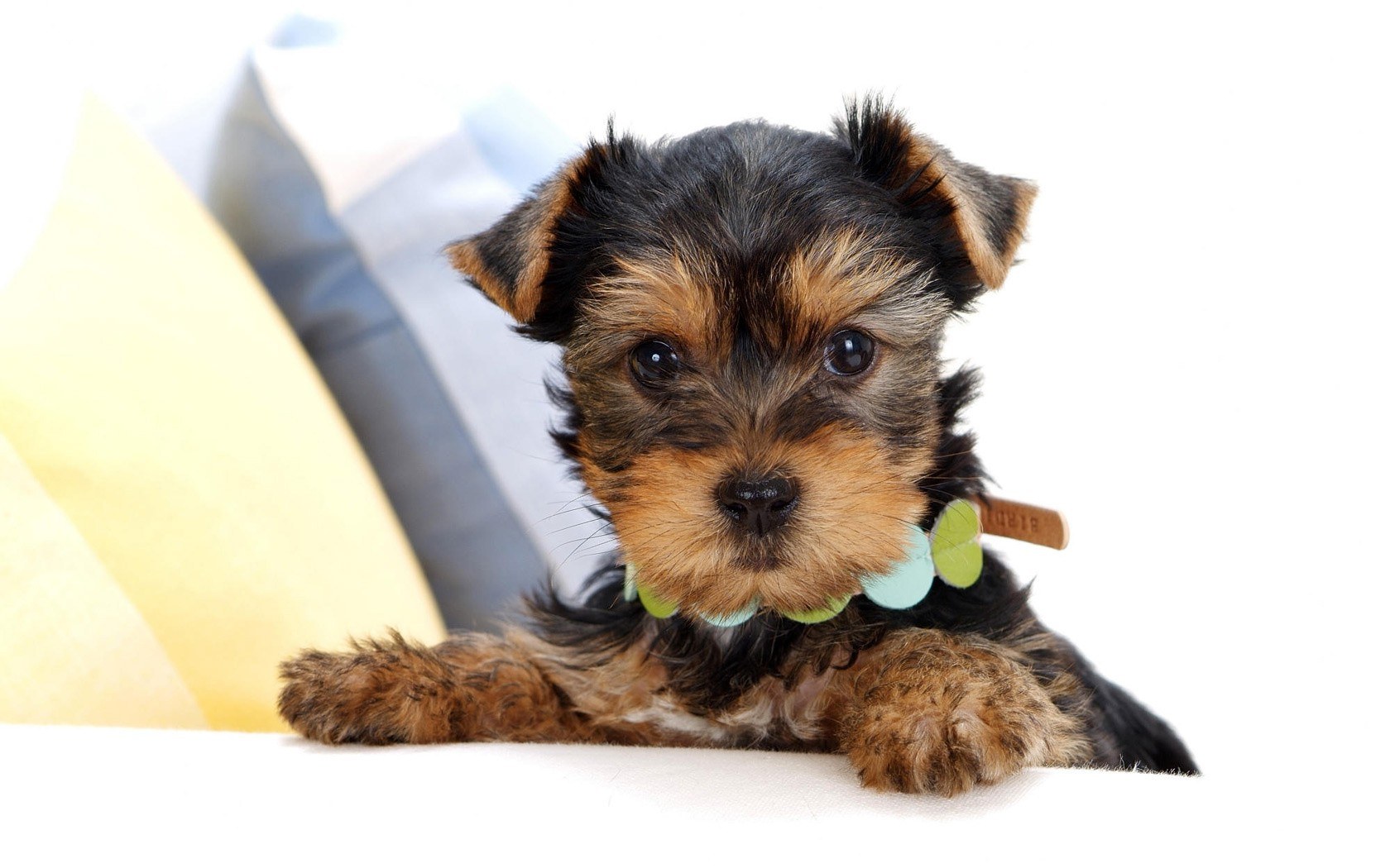 cute yorkshire terrier puppy