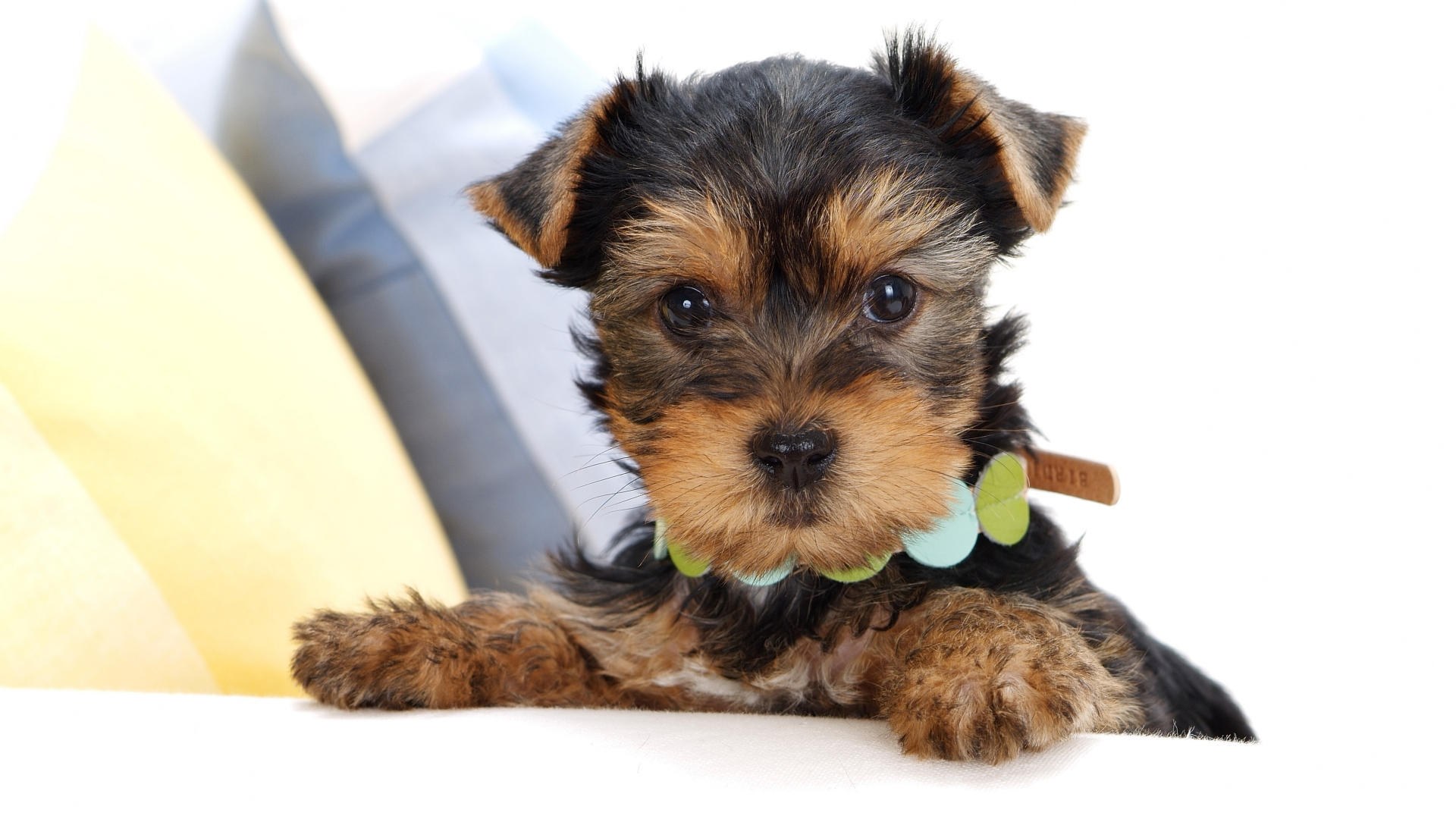 cute yorkshire terrier puppy