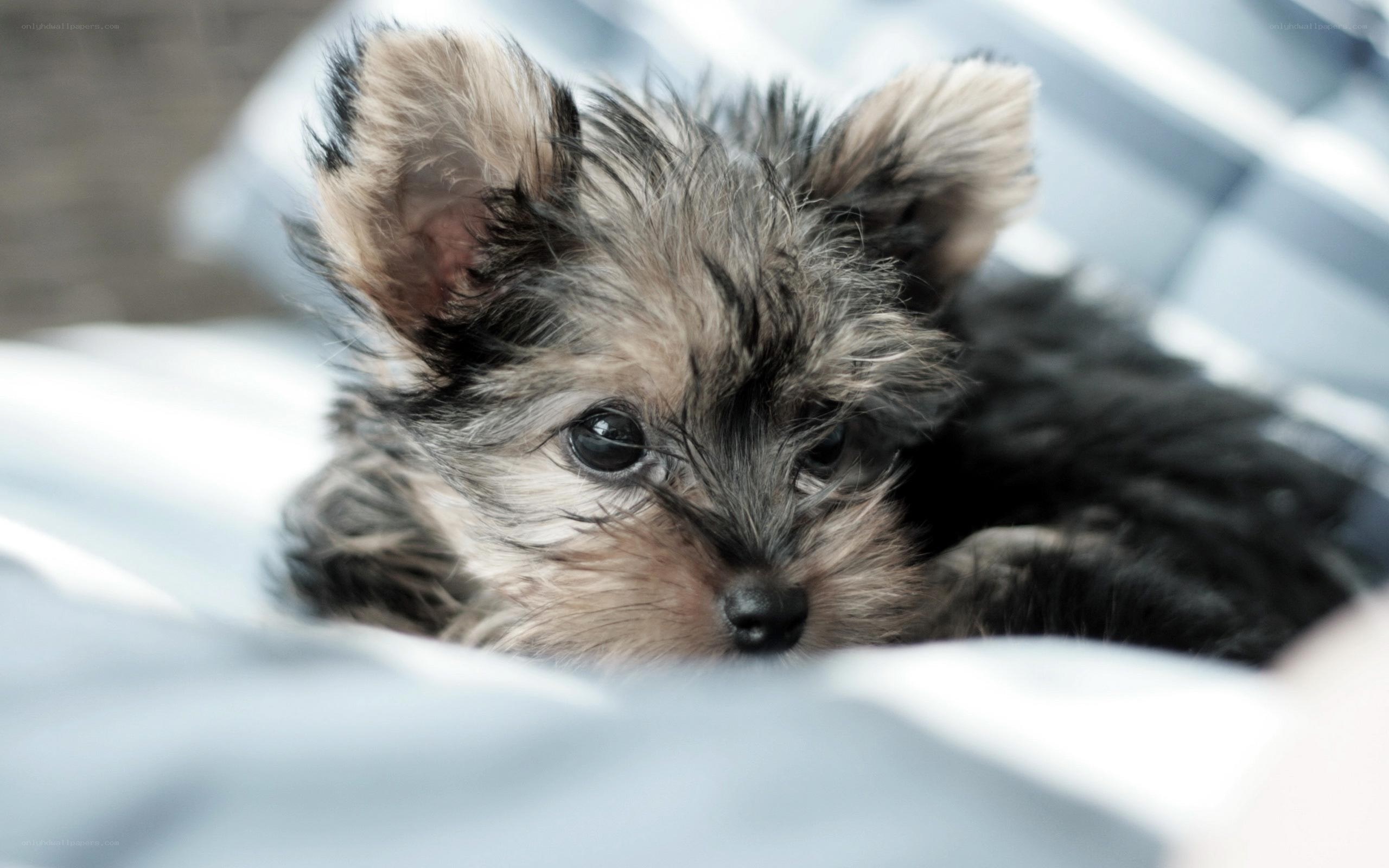 cute yorkshire terrier puppy