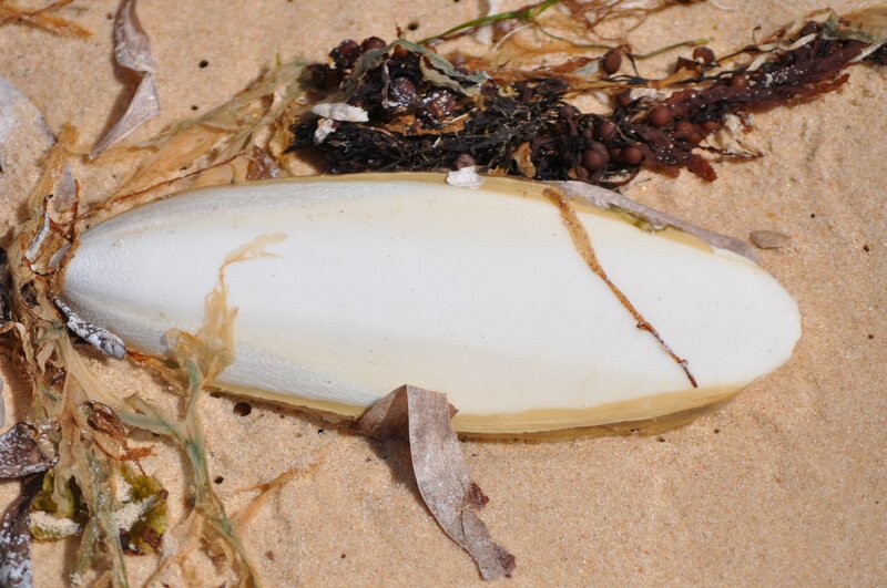 Cuttlefish Bone on Sand