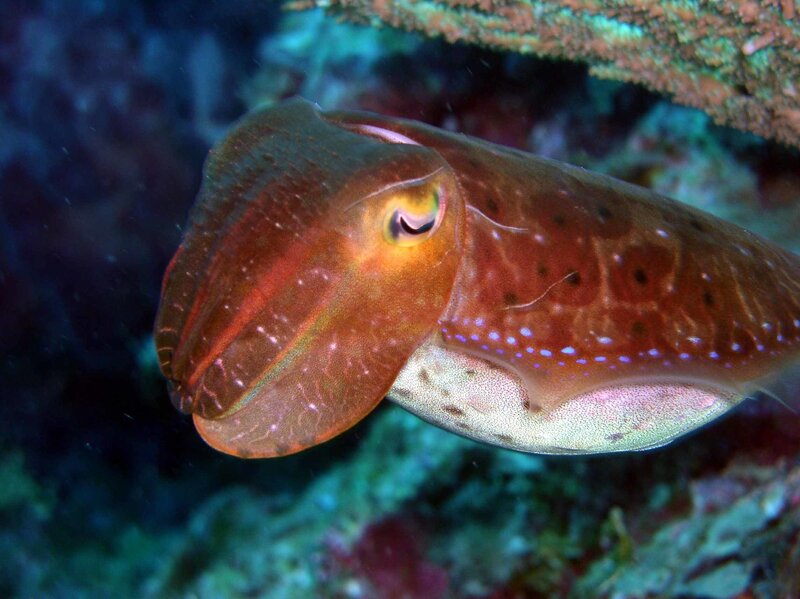 Cuttlefish in coral reef