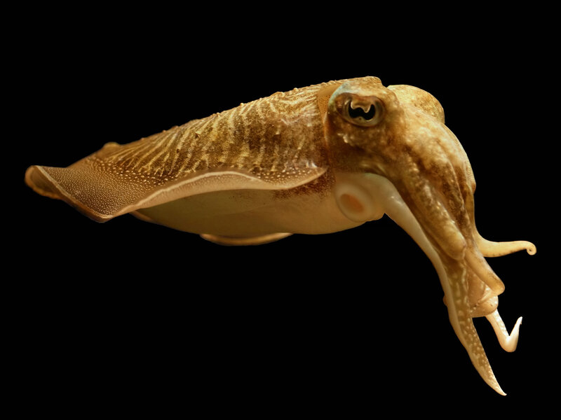 Cuttlefish in profile